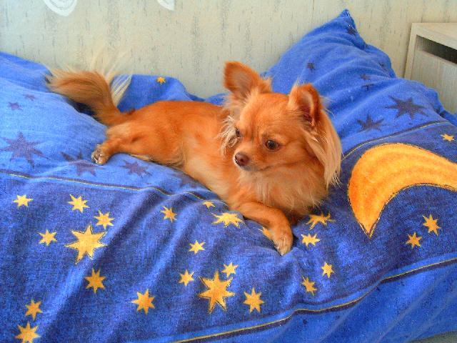 čivavka- nuž ako v bavlnke.jpg