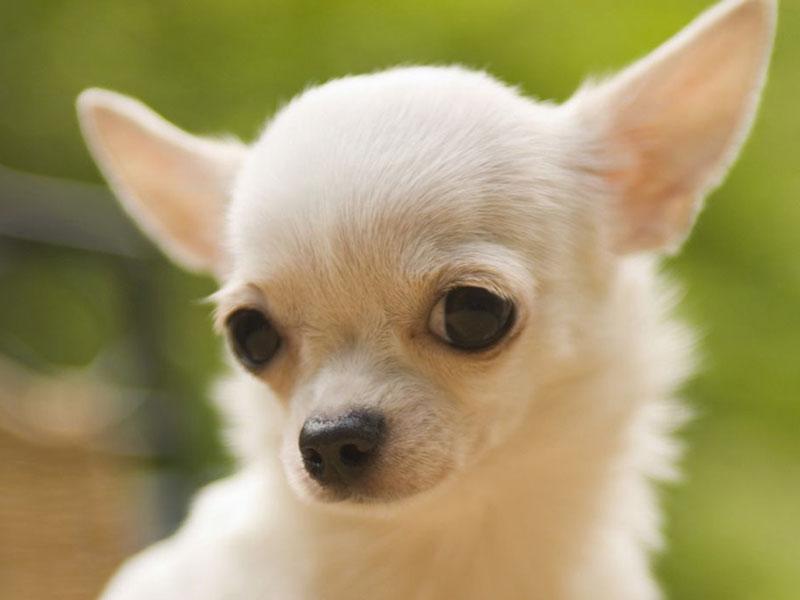 čivavka- v zelenom.jpg