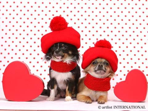 čivava- i love you.jpg